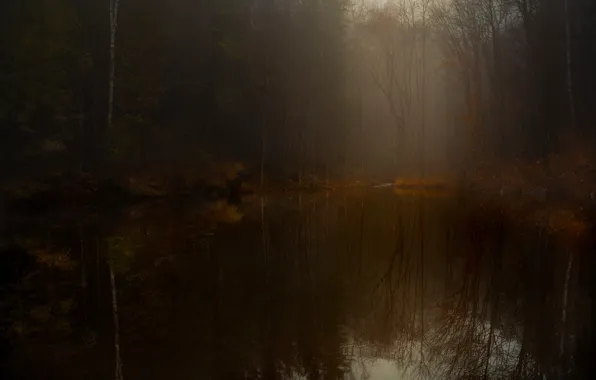 Picture forest, trees, branches, fog, lake, reflection, twilight, pond