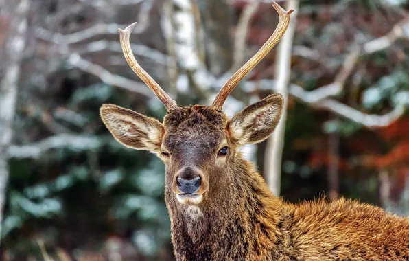 Picture animal, Maxim Usanin, winter, nature, deer, maral