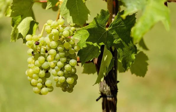 Leaves, nature, grapes, vineyard, bunches of grapes