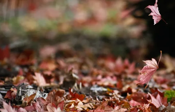 Picture autumn, nature, foliage, web