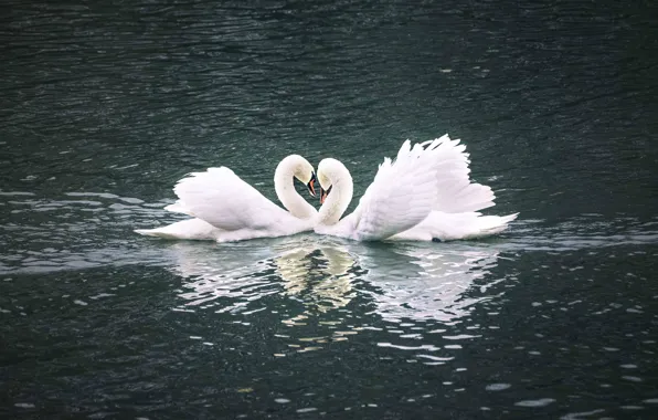 Water, birds, pose, reflection, ruffle, pair, Swan, white