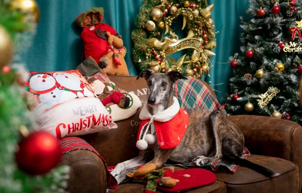 Look, balls, pose, room, sofa, dog, Christmas, costume