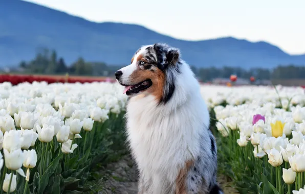Field, language, look, flowers, mountains, pose, dog, spring