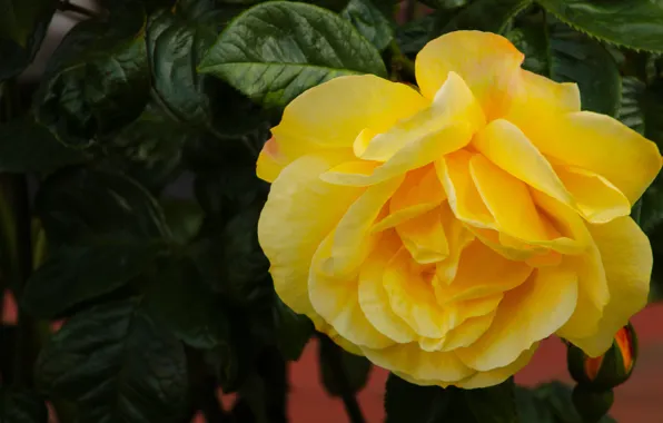 Flower, leaves, macro, rose, yellow