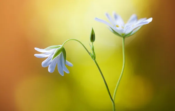 Picture flowers, branches, white, buds