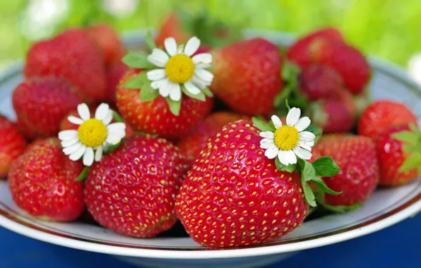 Picture summer, flowers, nature, berries, chamomile, beauty, positive, harvest