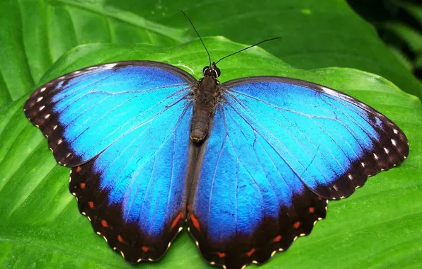 Leaves, microsemi, butterfly, wings, insect, beautiful, closeup