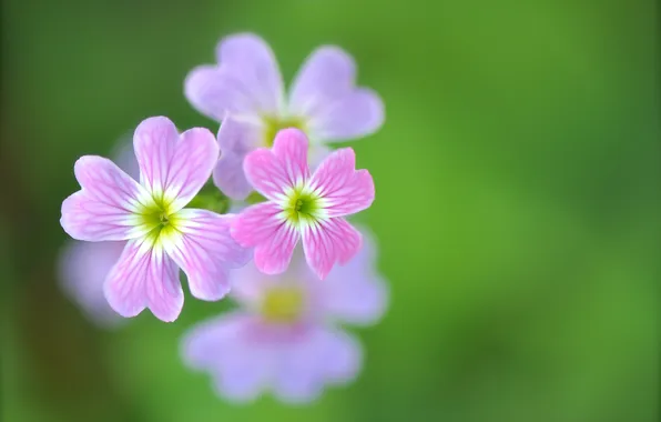 Flowers, nature, plant, petals