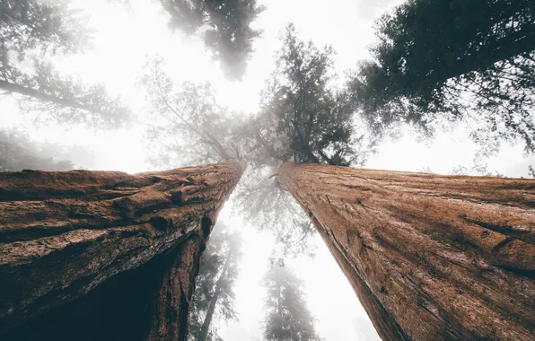 Picture the sky, leaves, trees, branches, foliage, trunk, bark, crown