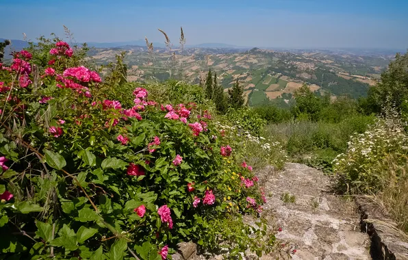Flowers, field, ladder, Italy