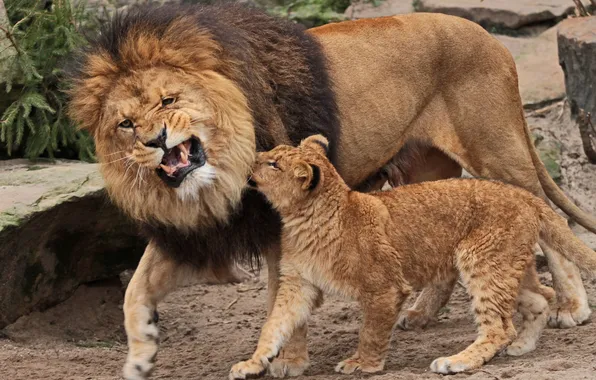 Picture Leo, lion, fatherhood, education