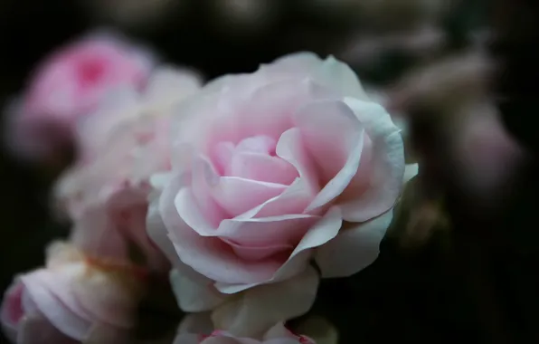 Flower, macro, rose, petals, pale pink