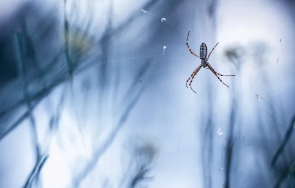 Nature, web, spider