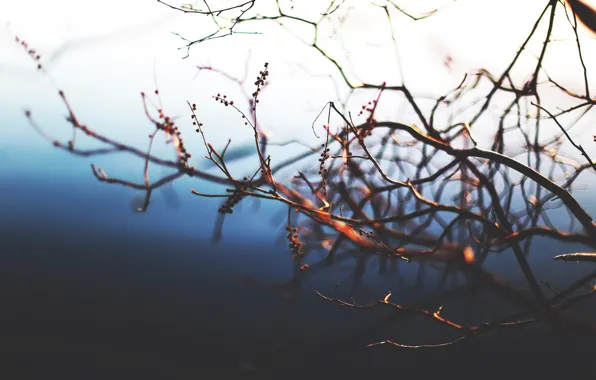 Macro, branches, bokeh