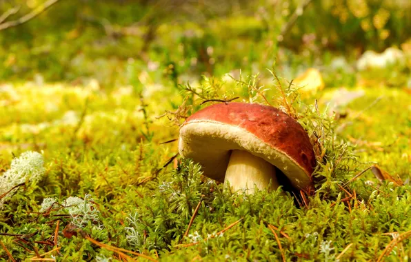 Picture greens, forest, nature, glade, mushrooms, moss, bokeh, Borovik
