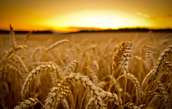 Picture wheat, field, macro, sunset, harvest, ears, cereals