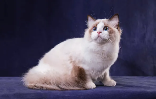 Cat, white, cat, look, pose, the dark background, kitty, paws