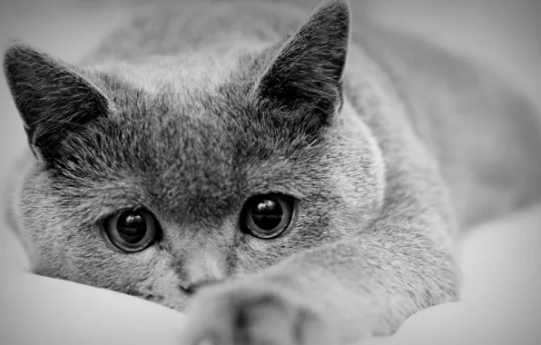 Cat, mood, black and white photo