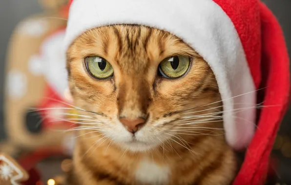 Cat, cat, look, pose, portrait, Christmas, New year, face