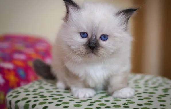 Look, pose, kitty, background, fluffy, small, baby, muzzle
