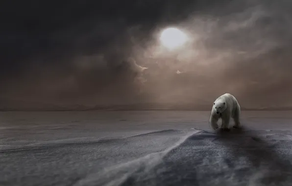 Winter, white, the sun, snow, mountains, fog, rendering, bear