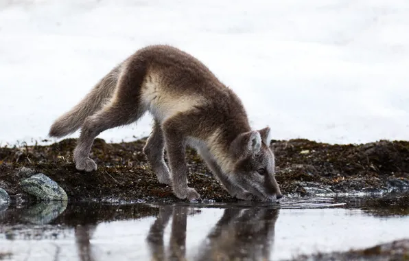 Picture winter, look, water, snow, pose, reflection, grey, shore
