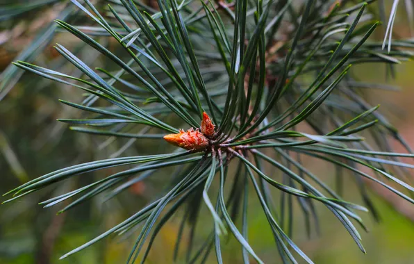 Green, pine, twig