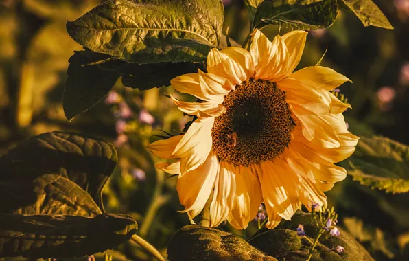 Flower, leaves, light, sunflower, sunflower