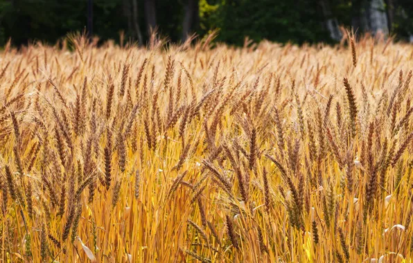 Field, nature, rye, panorama, ears, cereals, rye field