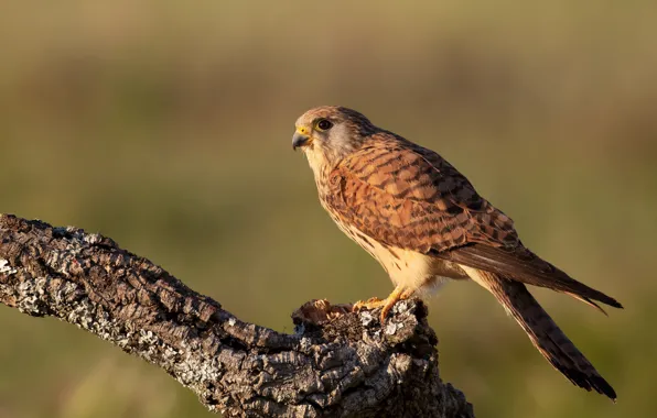 Nature, background, bird, branch, bark, Falcon, bitches, predatory