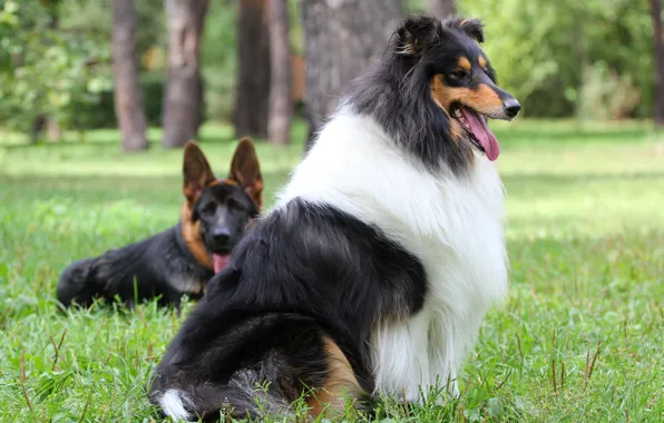 Picture dog, dog, shepherd, collie