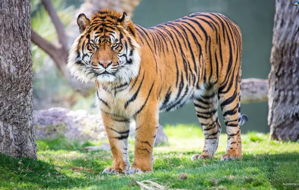 Tiger, Powerful, Perfect Killing Machine