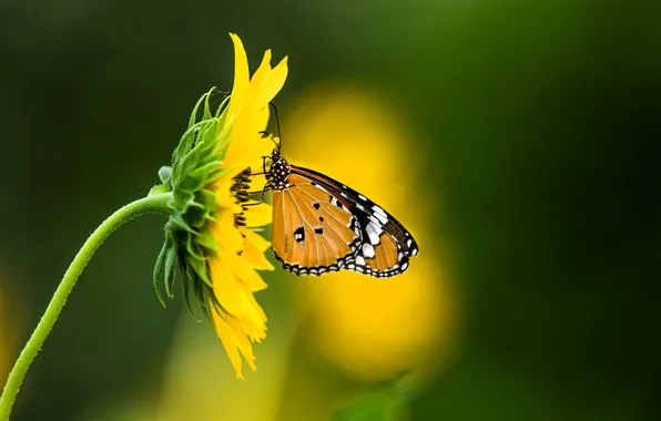 Flower, nectar, butterfly, insect, bokeh