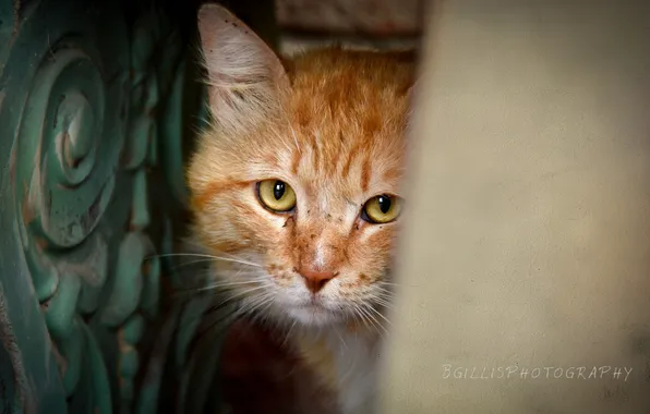 Cat, look, background