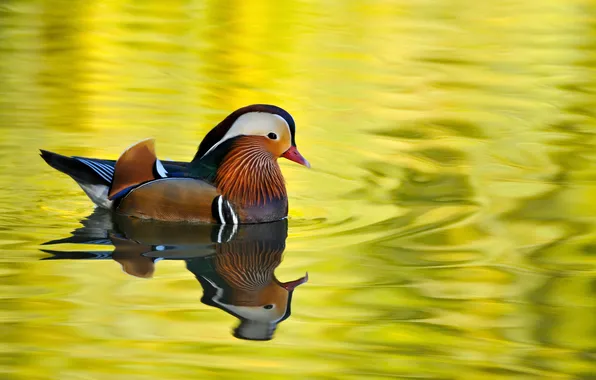 Picture water, pond, bird, feathers, color, Male Mandarin Duck, am