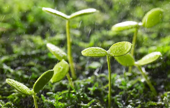 Greens, drops, sprouts, rain, plants, leaves