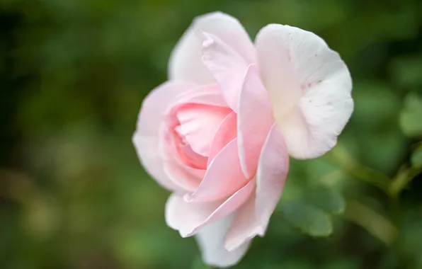 Picture flower, macro, nature, pink, rose, petals, Bud