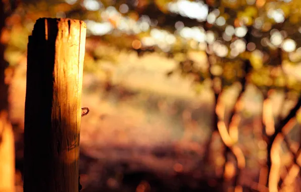 Picture the sun, light, trees, freshness, nature, foliage, morning, the bushes