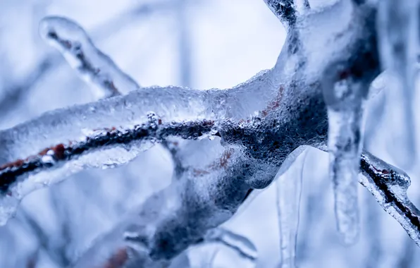 Winter, ice, branch