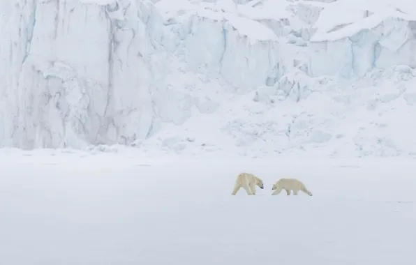 Winter, snow, nature, pose, bear, bear, polar bear, polar