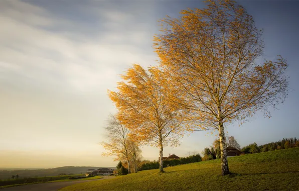 Picture road, autumn, forest, the sky, clouds, trees, nature, branch