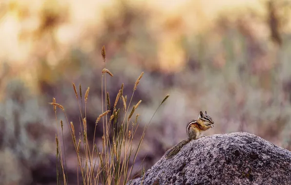 Light, nature, stone, spikelets, profile, Chipmunk, sitting, bokeh