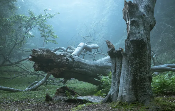 Forest, trees, branches, nature, fog, morning, driftwood, a fallen tree