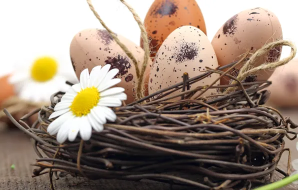 Chamomile, eggs, Easter, flowers, eggs, easter, nest, camomile
