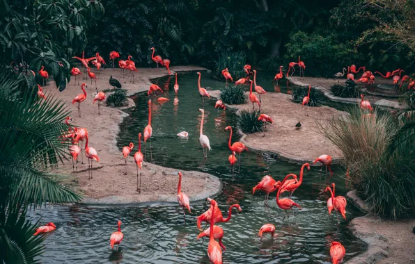 Water, nature, Flamingo