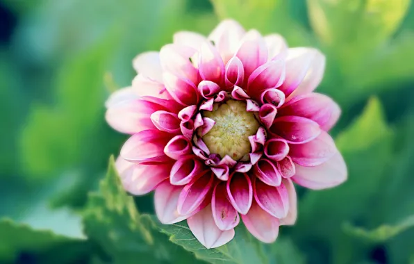 Picture flowers, background, dahlias