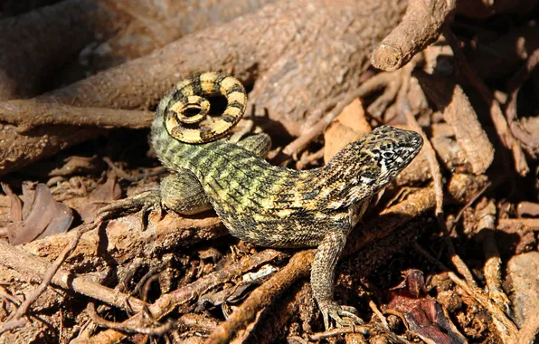 Leaves, stick, lizard, tail, log