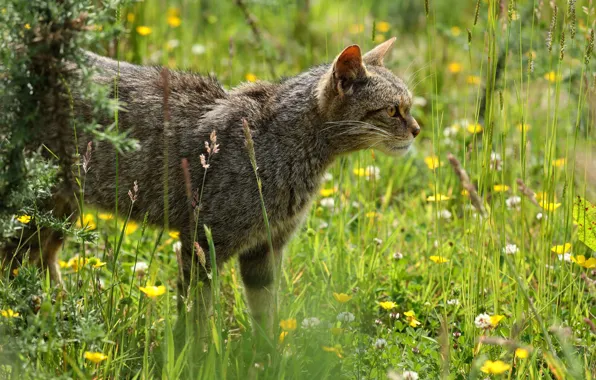 Summer, grass, cat, look, flowers, nature, grey, profile