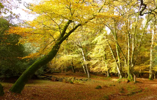 Picture autumn, forest, leaves, trees