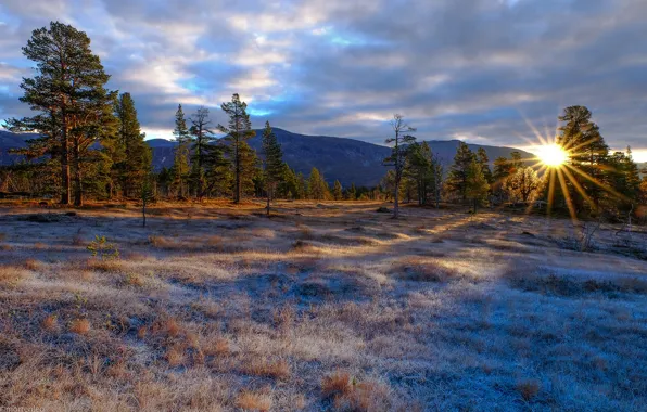 Picture frost, forest, the sky, grass, the sun, clouds, rays, trees